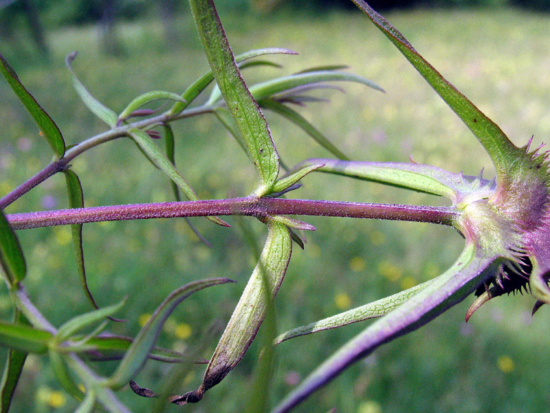 Melampyrum cristatum L.